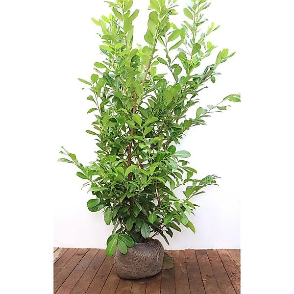 Prunus,aurocerasus 'Rotundifolia' 175-200 cm günstig online kaufen