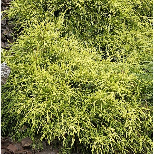 Gelbe Fadenzypresse Sungold 30-40cm - Chamaecyparis pisifera günstig online kaufen