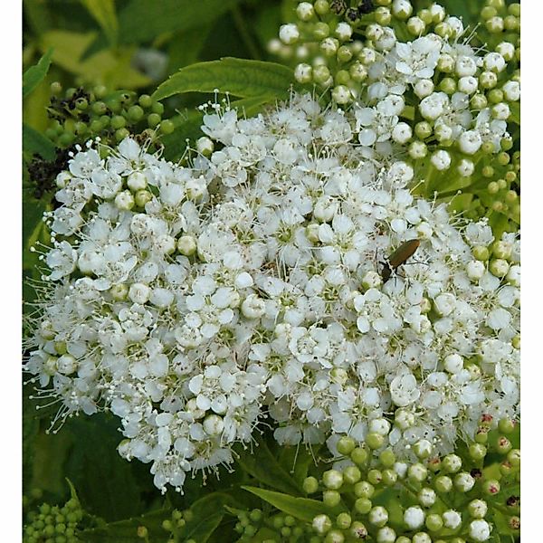 10x Weiße Zwergspiere 15-20cm - Spiraea japonica günstig online kaufen