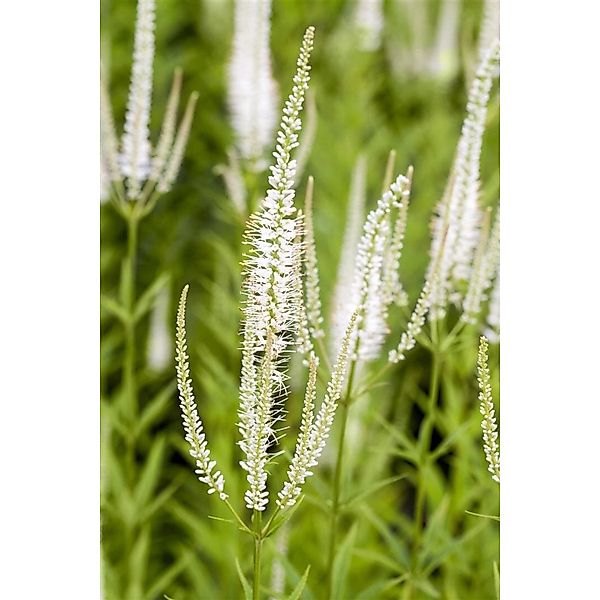 Veronicastrum Virginicum Album Kandelaber Ehrenpreis Ca. 11x11 cm Topf günstig online kaufen