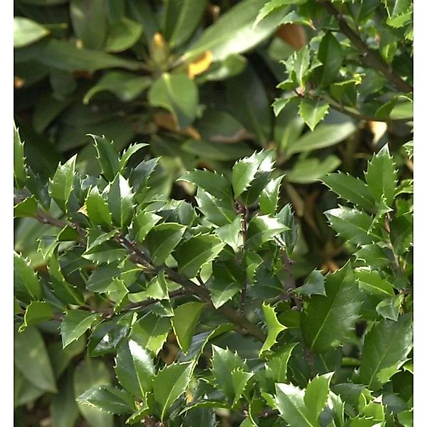 Hochstamm Stechpalme Ilex Heckenstar 60-80cm - Ilex meserveae günstig online kaufen