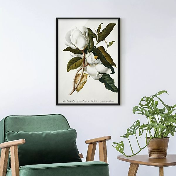 Bild mit Rahmen Blumen - Hochformat Georg Dionysius Ehret - Magnolie günstig online kaufen