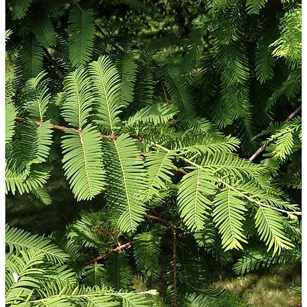 Hochstamm Kugelige Sumpfzypresse Cave Hill 60-80cm - Taxodium distichum günstig online kaufen