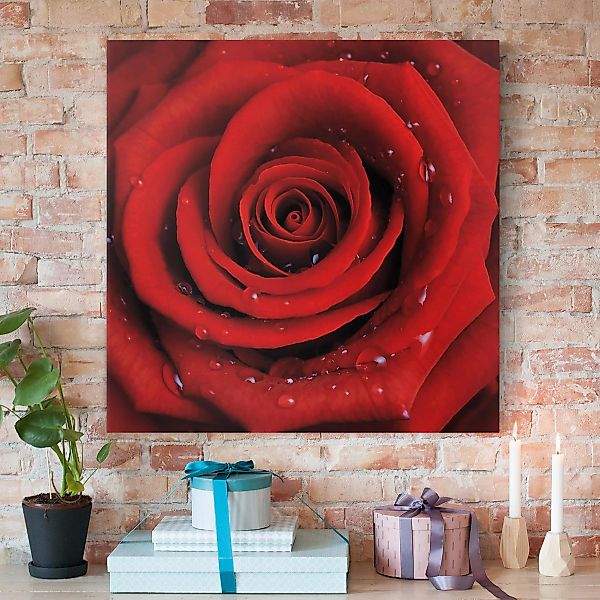 Leinwandbild Blumen - Quadrat Rote Rose mit Wassertropfen günstig online kaufen