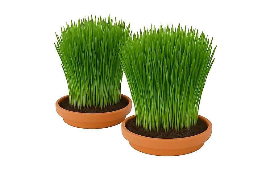 CULTZEN Katzen-Futterautomat Katzengras Anzuchtset, Keramikschalen, Fenster günstig online kaufen