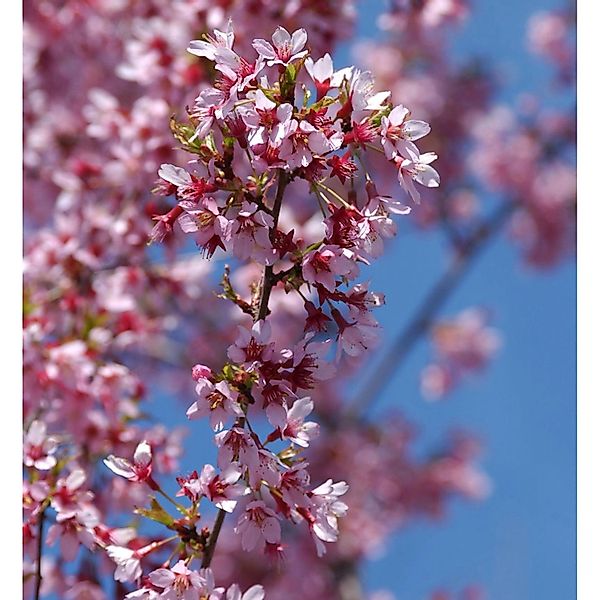 Geschlitzte Zierkirsche Paean 60-80cm - Prunus incisa günstig online kaufen