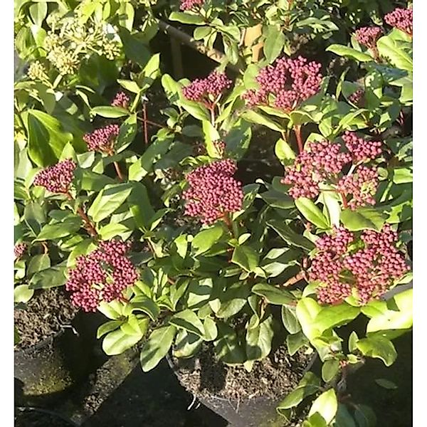 Mittelmeer Schneeball Gwenllian 40-60cm - Viburnum tinus günstig online kaufen