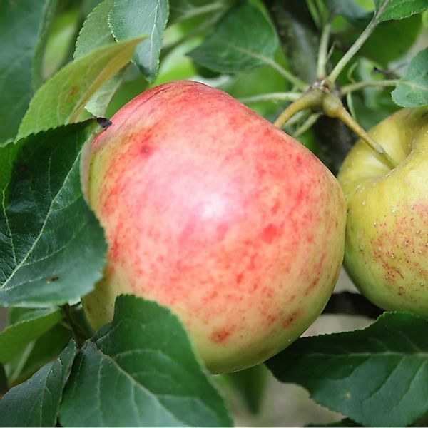 Zwergapfel Galina 70 - 90 cm Malus domestica günstig online kaufen