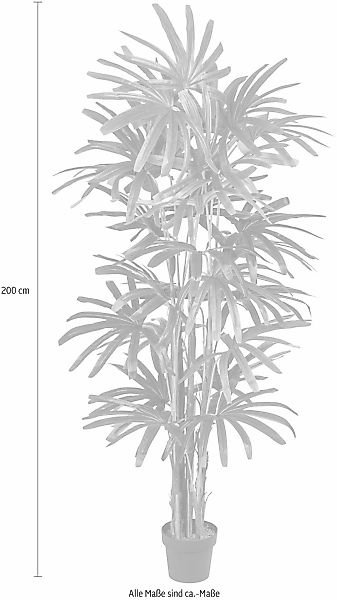 Kunstpalme Raphispalme Palme, Creativ green, Höhe günstig online kaufen