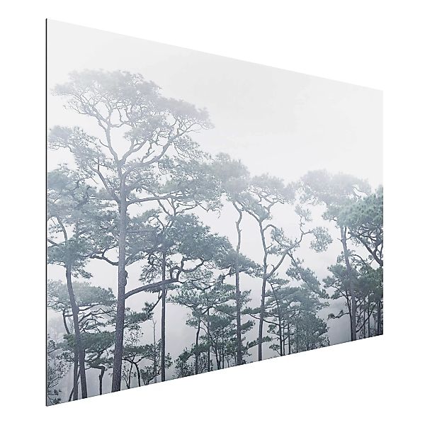 Alu-Dibond Bild Natur & Landschaft - Querformat 3:2 Baumkronen im Nebel günstig online kaufen