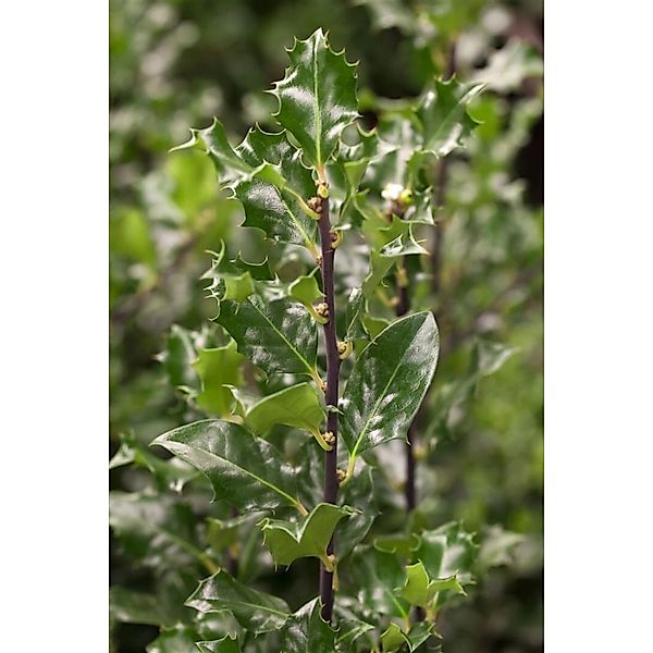 Ilex meserveae 'Blue Angel' -R- 50-60 cm günstig online kaufen