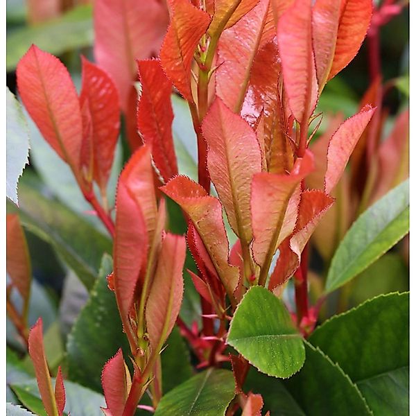 Glanzmispel Red Robin 80-100cm - Photinia fraseri günstig online kaufen