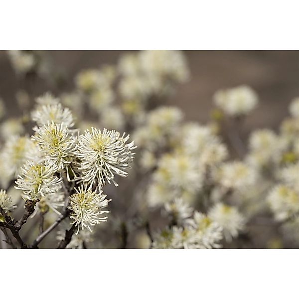 Fothergilla Major Federbuschstrauch 30–40 cm günstig online kaufen