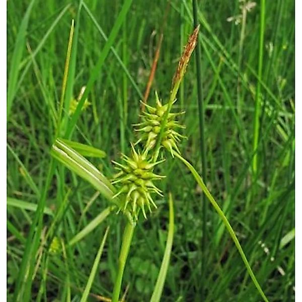 Gelbblütige Segge - Carex flava günstig online kaufen