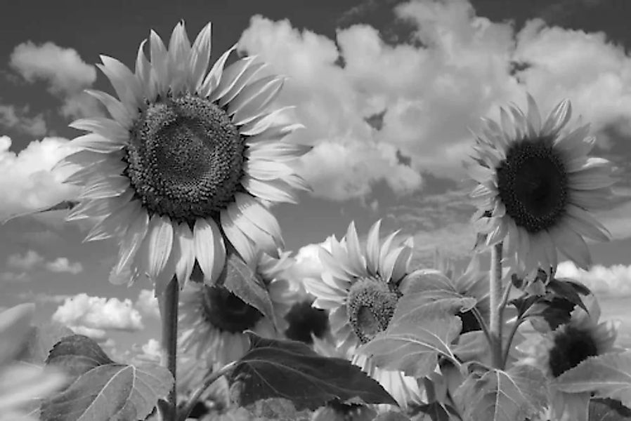 Papermoon Fototapete »Sonnenblume Schwarz & Weiß« günstig online kaufen