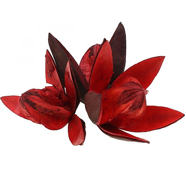 Trockenblume Wildlilie Rot Trockenblumen Naturdeko Exotisch günstig online kaufen