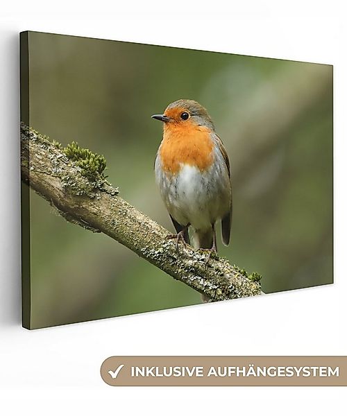 OneMillionCanvasses® Leinwandbild Vogel - Rotkehlchen - Zweig - Pflanzen, F günstig online kaufen