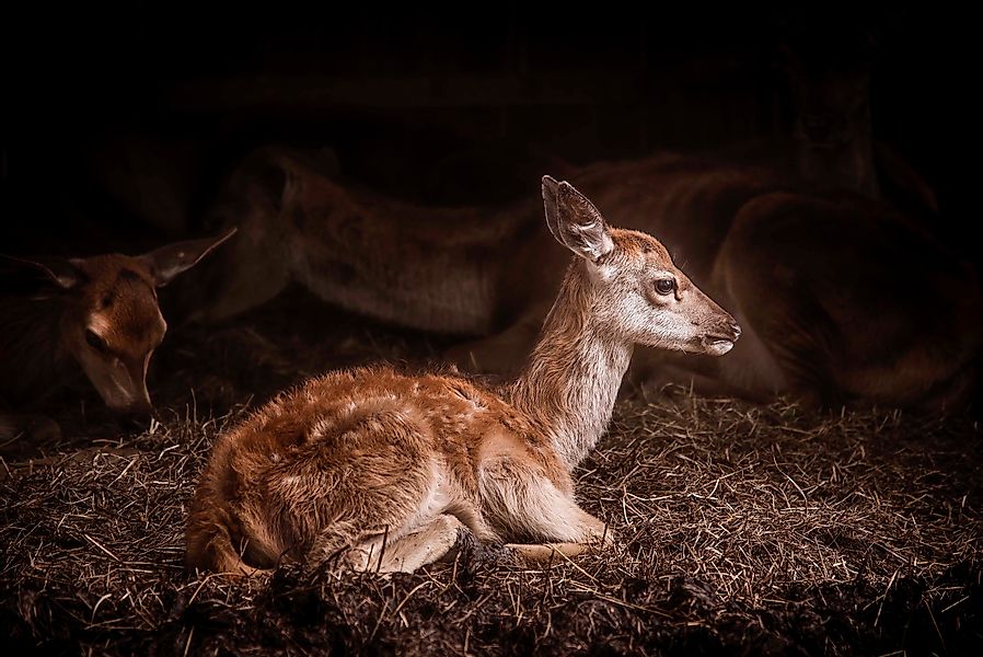 Wandkraft | Wanddekoration Bambi günstig online kaufen