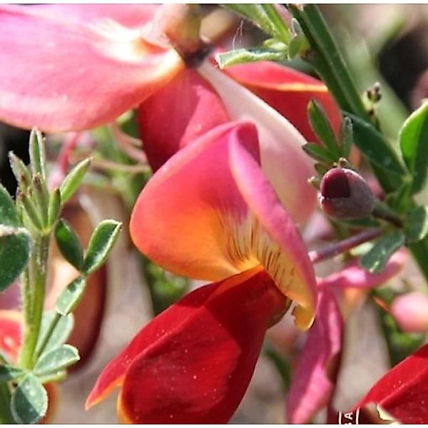 Edelginster Dorothy Walpole 60-80cm - Cytisus scoparius günstig online kaufen