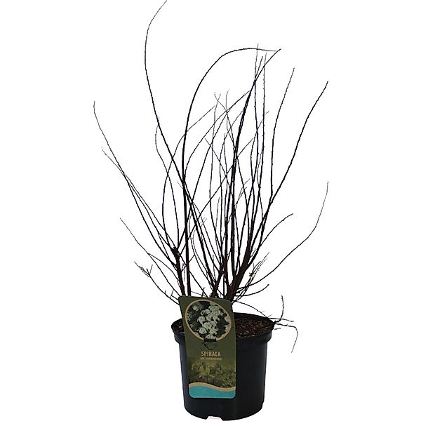 GROW by OBI Strauchspiere Snowmound Weiß Höhe ca. 60 - 80 cm Topf ca.5, günstig online kaufen