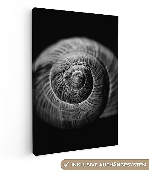 OneMillionCanvasses® Leinwandbild Schnecke - Tiere - günstig online kaufen