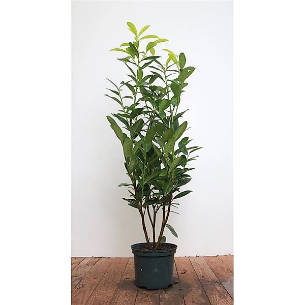 Prunus laurocerasus 'Genolia' -R- 60-80 cm günstig online kaufen