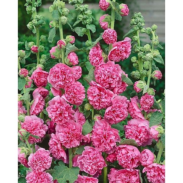 Alcea Rosea Stockrose Rot Ca 9x9 cm Topf günstig online kaufen