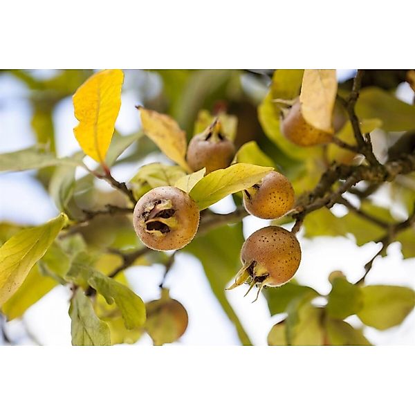 Mespilus Germanica Echte Mispel 125–150 cm günstig online kaufen