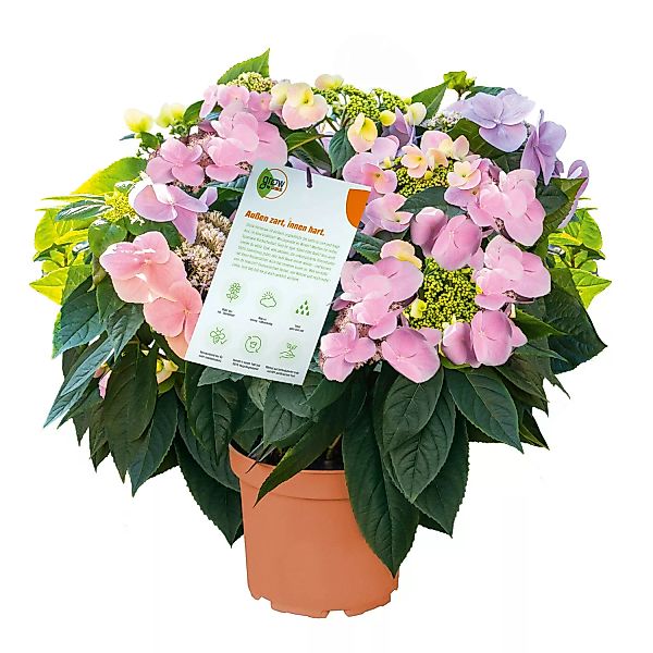 GROW by OBI Hortensie Bloombuster Höhe ca. 30 - 40 cm Hydrangea Hybride günstig online kaufen