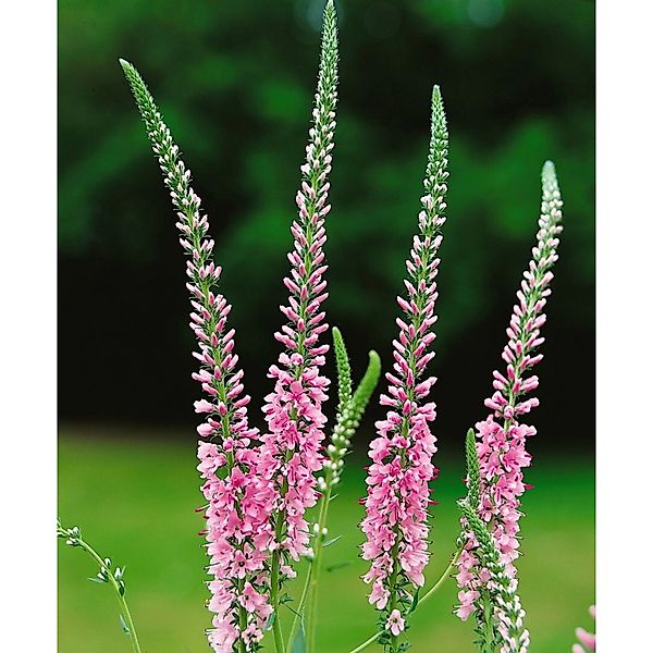 Veronica Longifolia Pink Damask Langblättriger Ehrenpreis Ca. 9x9 cm Topf günstig online kaufen