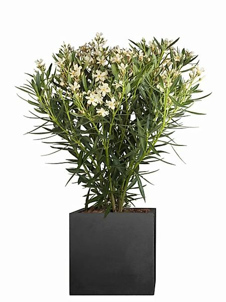Oleander (Nerium oleander) Wei günstig online kaufen