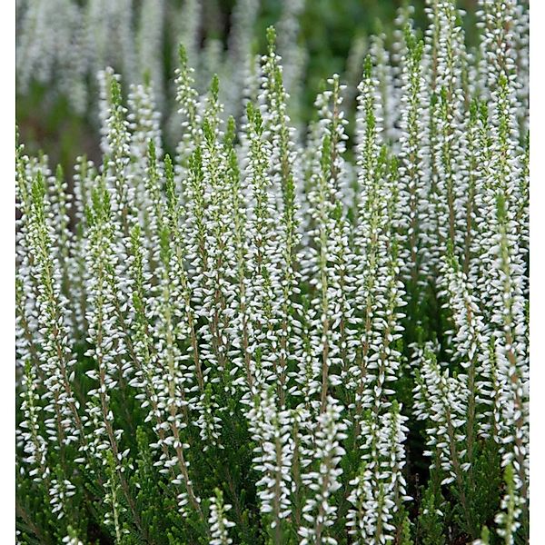 10x Knospenheide Gardengirls Helena - Calluna vulgaris günstig online kaufen