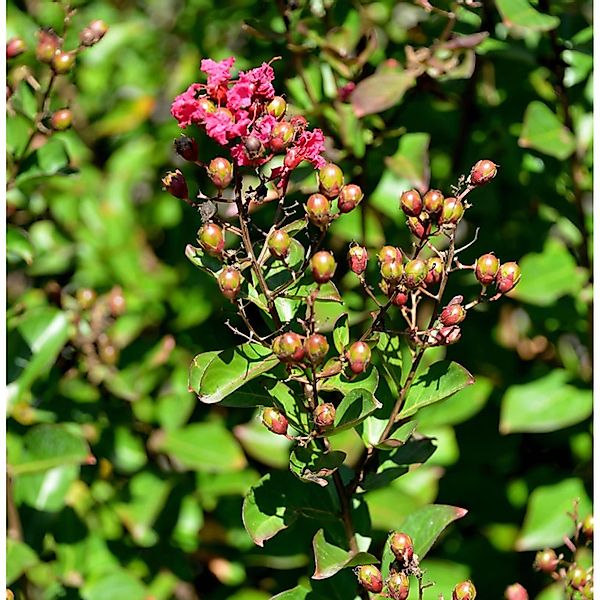 Chinesische Kräuselmyrte Coccinea 30-40cm - Lagerstroemia indica günstig online kaufen