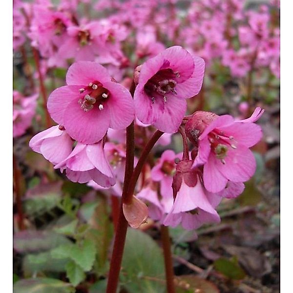 Bergenie Rosi Klose - Bergenia cordifolia günstig online kaufen