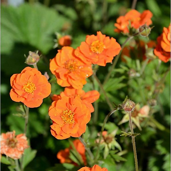 Nelkenwurz Feuermeer - Geum coccineum günstig online kaufen