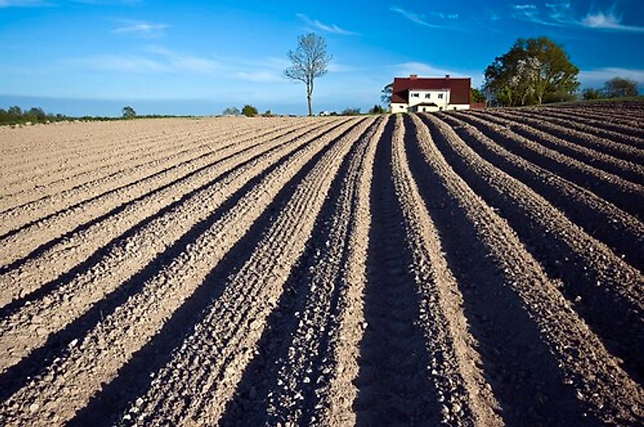 Papermoon Fototapete »Feld« günstig online kaufen