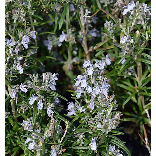 Rosmarin Albiflorus - Rosmarinus officinalis günstig online kaufen