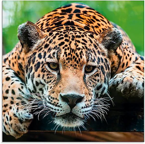 Artland Glasbild "Südamerikanischer Jaguar", Wildtiere, (1 St.) günstig online kaufen