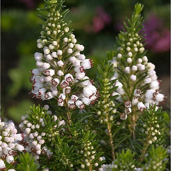 10x Cornwallheide Alba - Erica vagans günstig online kaufen