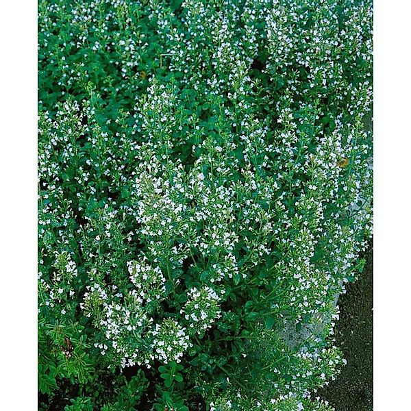 Calamintha Nepeta Blue Cloud Bergminze Ca. 9x9 cm Topf günstig online kaufen