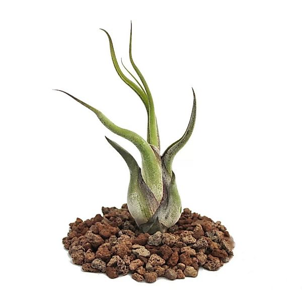 Exotenherz Tillandsia Caput-Medusae Lose Pflanze Klein günstig online kaufen
