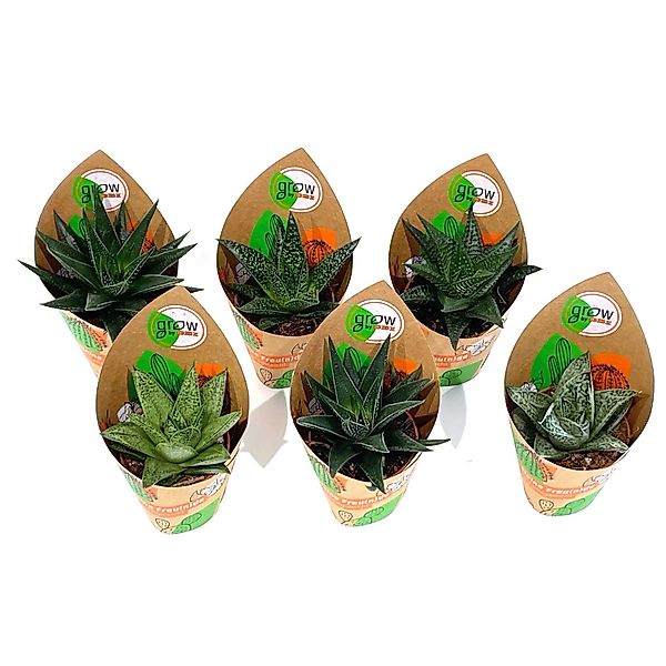 GROW by OBI Haworthie 6-fach sortiert Topf-Ø ca. 5,5 cm Haworthia günstig online kaufen