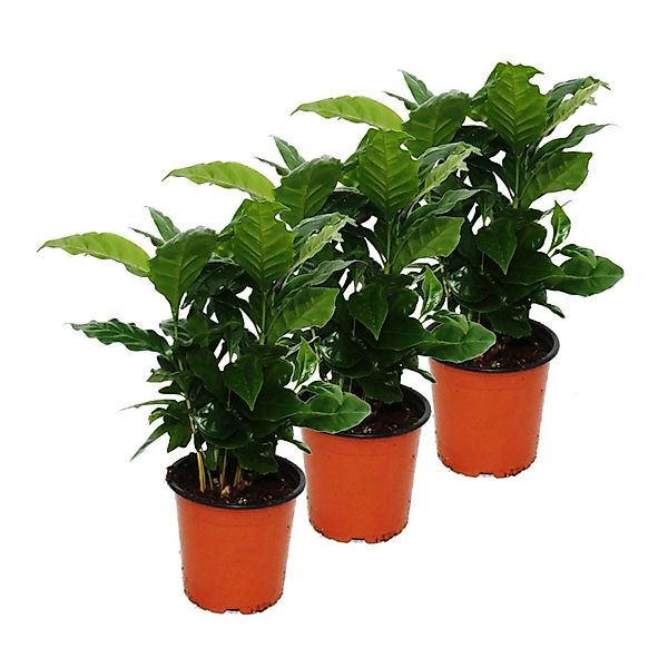 Exotenherz Kaffee Pflanze Coffea Arabica 3 Pflanze Zimmerpflanze günstig online kaufen