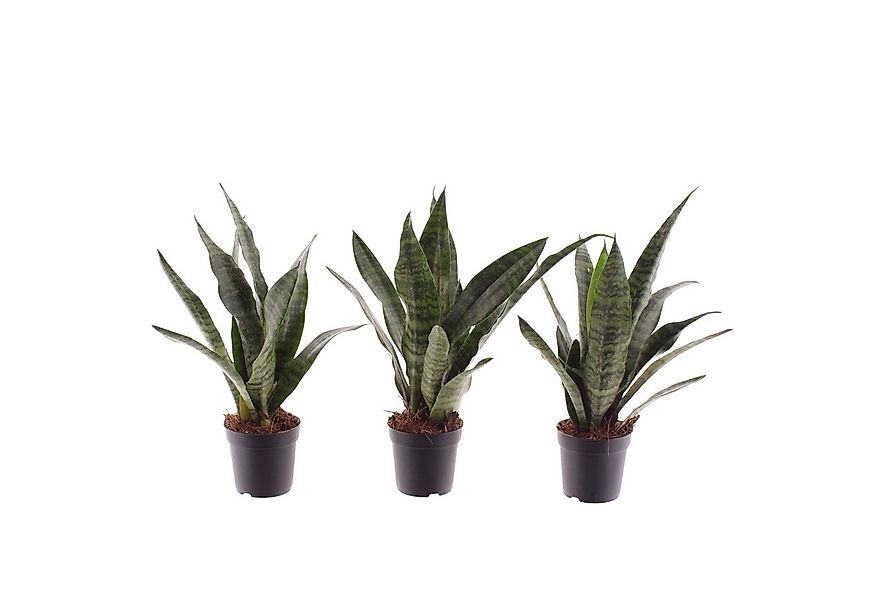 meinvipshop Zimmerpflanze Bogenhanf Sansevieria trifasciata Black Coral 3er günstig online kaufen