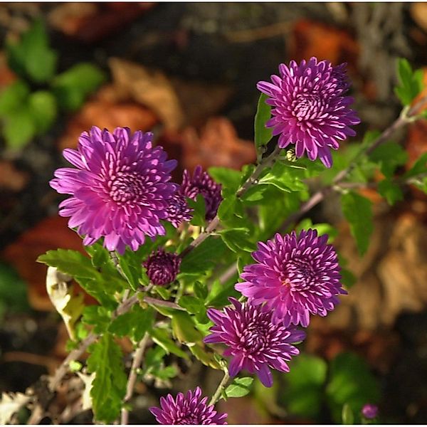 Winteraster Schweizerland - Chrysanthemum hortorum günstig online kaufen