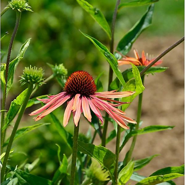 Sonnenhut Lakota Orange - Echinacea cultorum günstig online kaufen