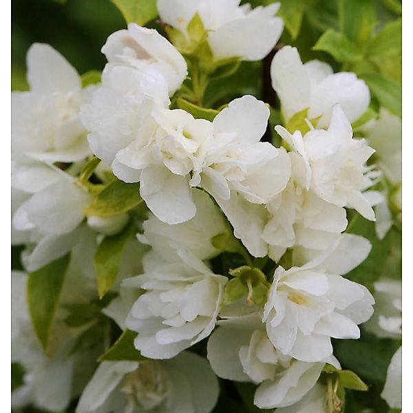 Gartenjasmin Manteau d Hermine 60-80cm - Philadelphus günstig online kaufen