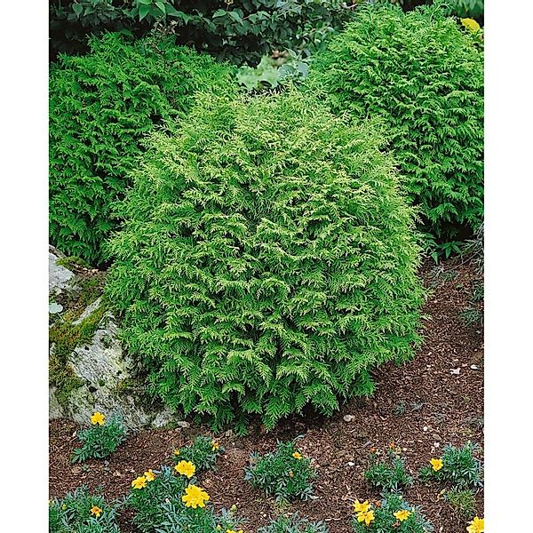 Chamaecyparis Lawsoniana Globosa Kugelzypresse 25–30 cm günstig online kaufen