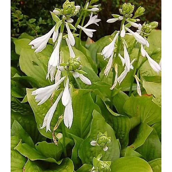 Grünblattfunkie Royal Standard - Hosta plantaginea günstig online kaufen