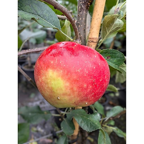 Apfel Elstar 100 - 120 cm Malus günstig online kaufen